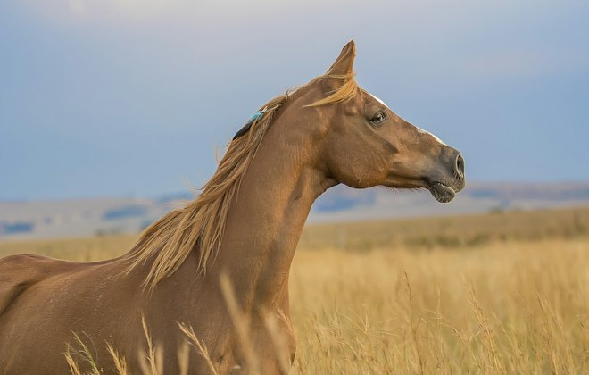 Un cheval doré dans un champ de blé, sous un ciel bleu